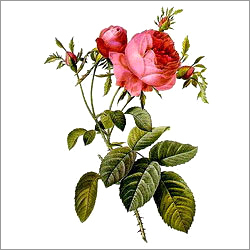 Provence Rose Plants