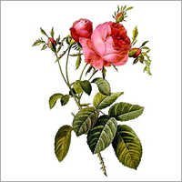 Provence Rose Plants