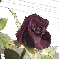 Black Lady Rose Black Lady Rose
