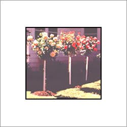 Rose Plants