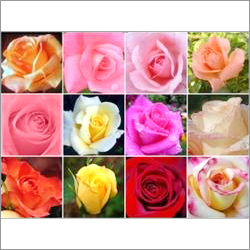 Roses Flower Plant