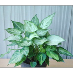 Syngonium Plant