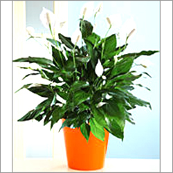Spathiphyllum Plant