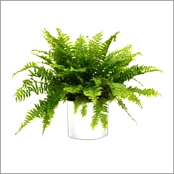 Fern Plant