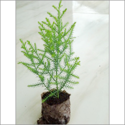 Golden Cypress Golden Cypress