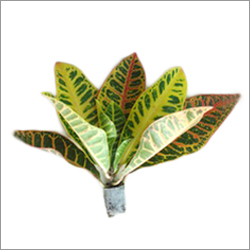 Croton Petra Croton Petra