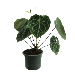 Anthurium Plant