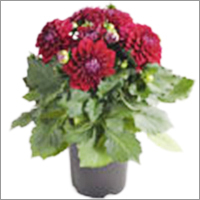 Dahlia Plant