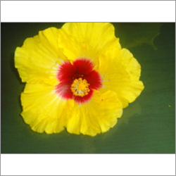 Hibiscus Hibiscus
