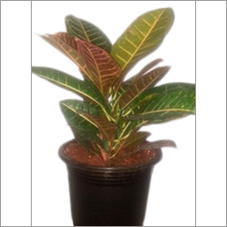 Croton Petra Indoor Plant Croton Petra Indoor Plant