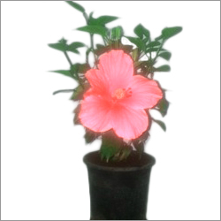 Hibiscus Plant