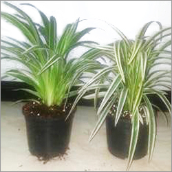 Chlorophytum