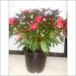 Empetion Pot Plants