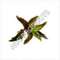 Peppermint Oil Bp (indian Piperita) Ingredients: Fruits Extract