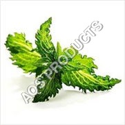 Herbal Product Spearmint Oil