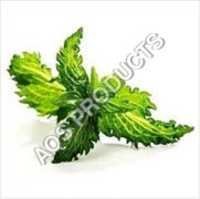 Spearmint Oil