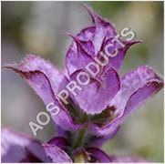 Clary Sage Oil Age Group: Adults