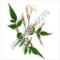 Jasmine Essential Oil Age Group: Adults