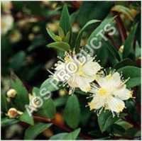 Myrtle Oil
