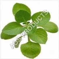 Origanum Oil Age Group: Adults