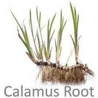Calamus Oil Age Group: Children