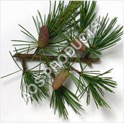 Cedarwood Essential Oil