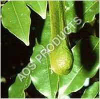 Elemi Oil Age Group: Old Age