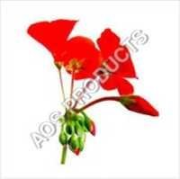 Geranium Oil