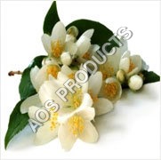 Jasmine Grandiflorum Absolute