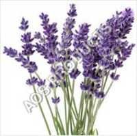 Lavender Essential Oil - 100% Pure Organic Floral Extract | Antiseptic, Pain Relief, Stress Reduction, Skin & Hair Care