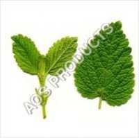 Melissa Oil Cas No: 8014-71-9