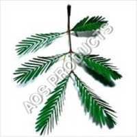 Mimosa Absolute Essential Oil Age Group: All Age Group