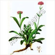 Spikenard Oil