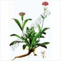 Spikenard Oil Age Group: Old Age