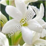 Tuberose Absolute Essential Oil