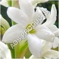 Tuberose Absolute Essential Oil
