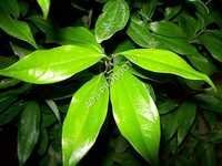 Cinnamon Leaf Oil Ingredients: Herbal Extract