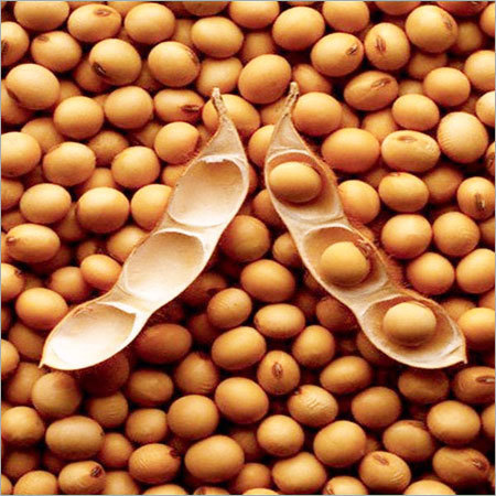 Soybean Seeds