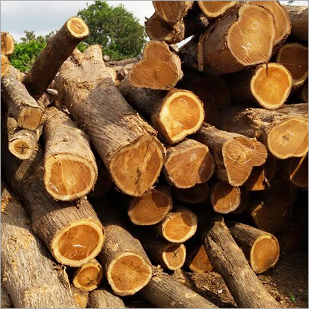 Forestry Teak Wood