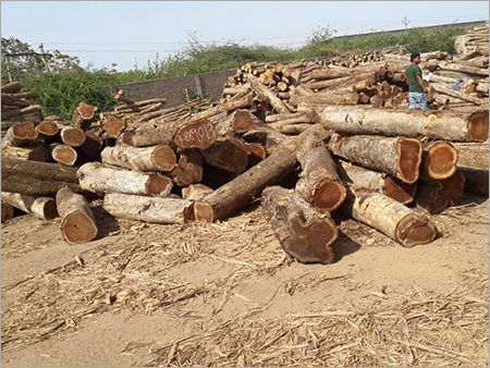 North American Teak Wood