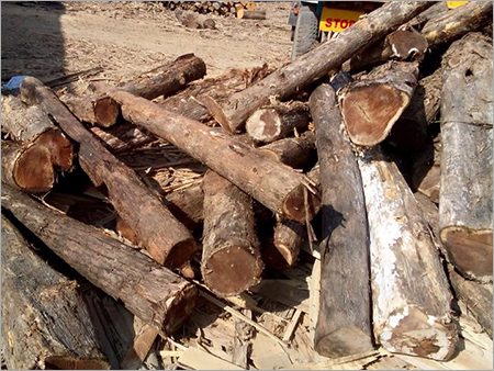 Panama Teak Wood Logs