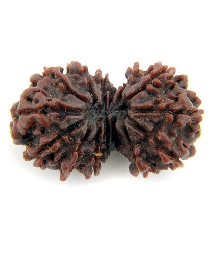 Certified 13 Mukhi Gauri Shakar Rudraksha