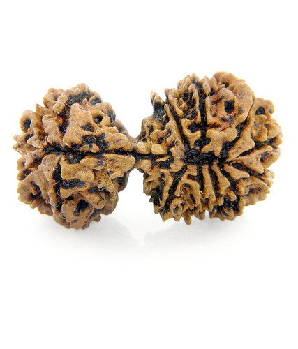 Certified 14 Mukhi Gauri Shakar Rudraksha In India