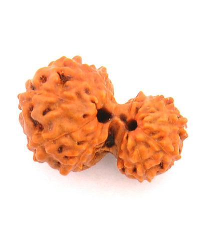Certified Gauri Shankar Gyarah Mukhi Rudraksha In Gurgaon