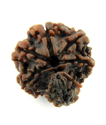 Garbh Gauri Rudraksha