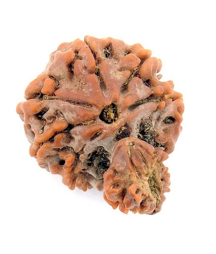 Ten Mukhi Garbh Gauri Rudraksha In India