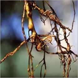 Dishield Biopesticide