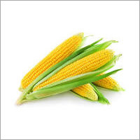 Yellow Maize