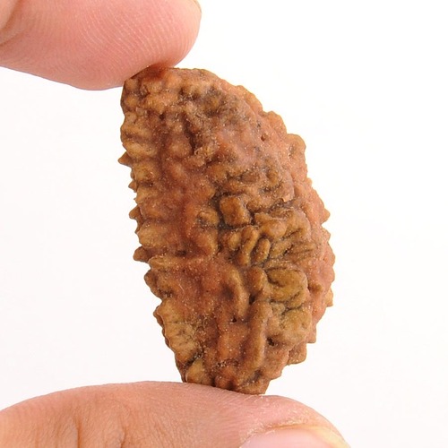 1 mukhi Rudraksha