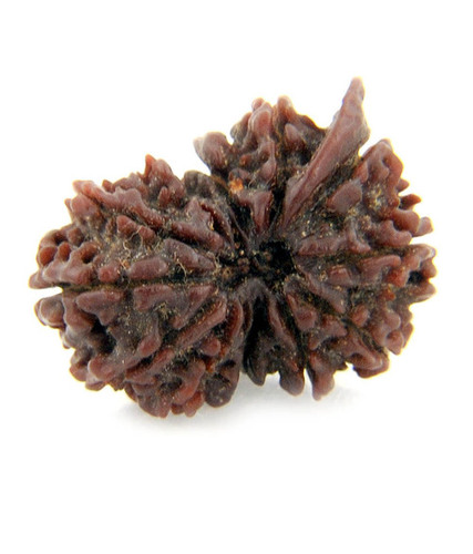 Gauri Shankar Rudraksha
